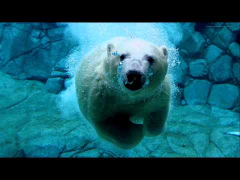 Paris Simo Vs Pendulum - Nova Vs. The Island (Paris Simo Vs 3LAU Bootleg)