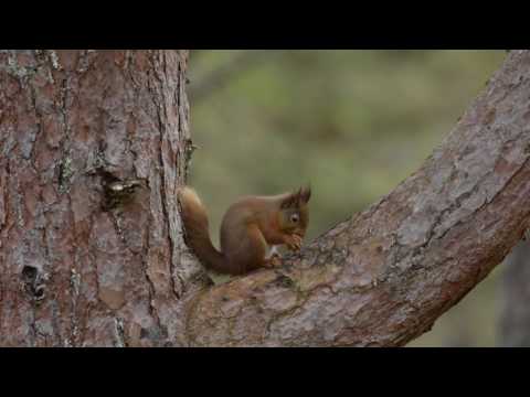 Red squirrel (Sciurus vulgaris) feeding in a Scots pine tree, drops nut, Scotland