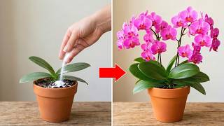 This orchid hadn't grown for 4 months until I did this! Suddenly it came to life!