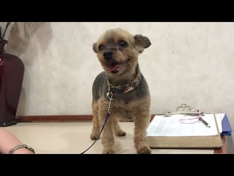 FURFRIEND MITCHE VISITED ME @ WORK! ANGEL & NICOLE FILCAN