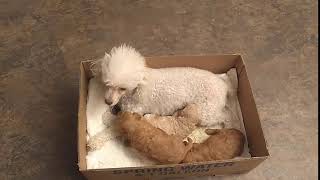 Video preview image #1 Poodle (Toy) Puppy For Sale in WARREN CENTER, PA, USA