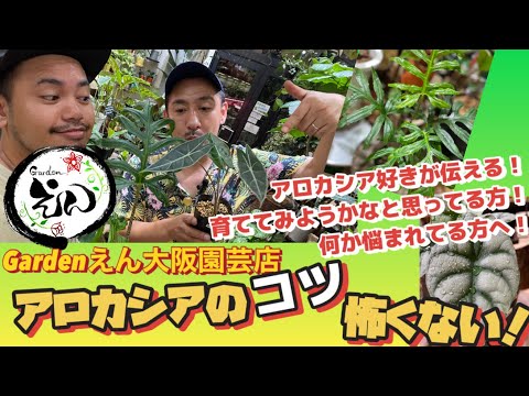 園芸 ぬるぬるドドナ、アマガエル、アーネット