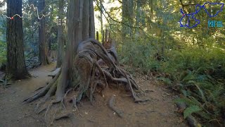 McLane Creek, 2.7 Miles, 4.3 Kilometers | Virtual Trail Running | Treadmill Scenery