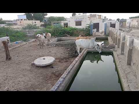 Cow at the water pools in the having a good time with me