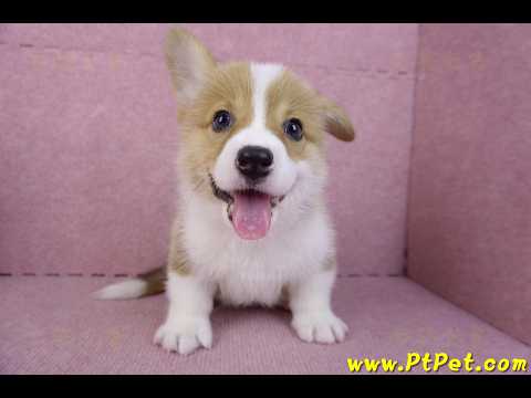 10/10雙色柯基犬母幼犬1號(宜蘭市)