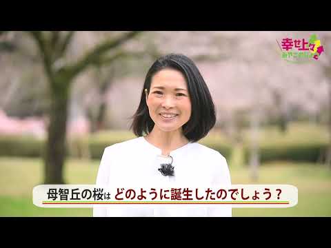 2022年4月5日(火)放送 第1回 母智丘の桜の魅力や歴史を紹介