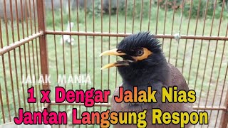 Download lagu Sekali Dengar Jalak Nias Jantan Pasti Respon Dengan Kicauan Jalak Nias Betina Memanggil jantan mp3