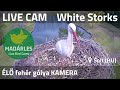 LIVE White Stork Nest Cam Solt Hungary