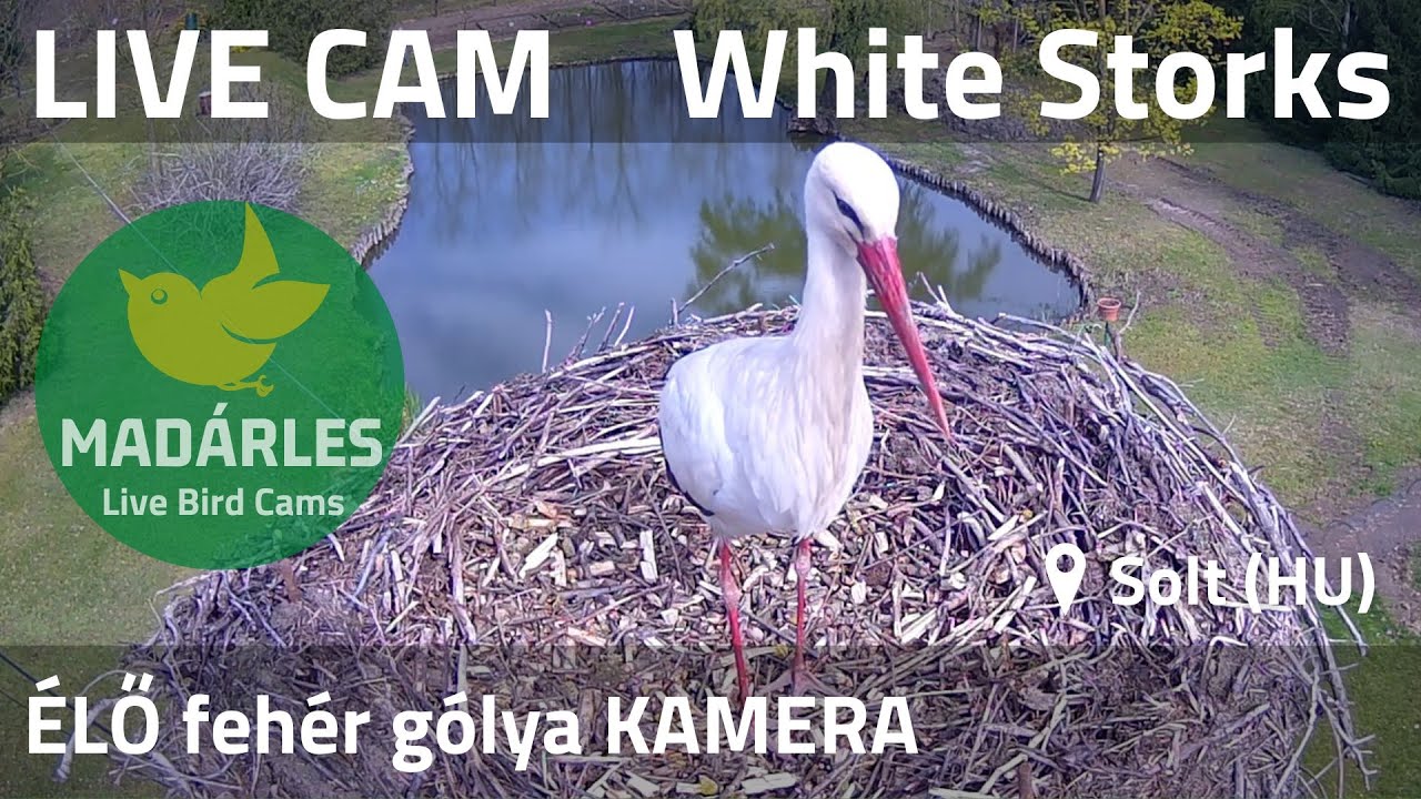 Live webcam view of White Stork Nest by the Pond