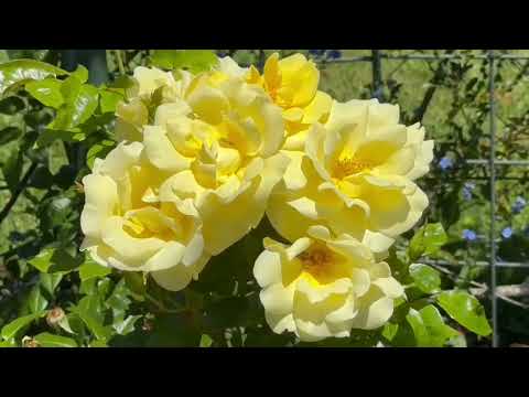 Nasheya Gea Koi, with Love Balwinder 