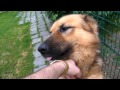 Dog Yawn HD