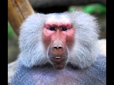 Na noqu maqe o Voreqe!