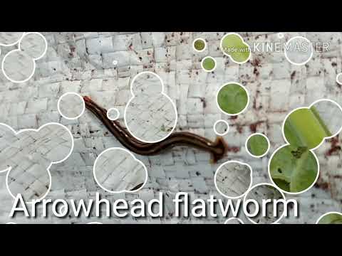 Arrowhead flatworm , Chattukathalayan , Bipalium kewense , Hammerhead flatworm