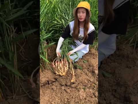 果樹を治す方法 ワックスパテ 粘土 庭の剪定