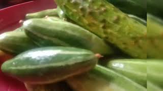 My 2nd Vlog Daily Routine With Two Small kids