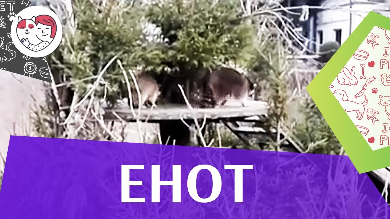 Енот Описание на ilikepet