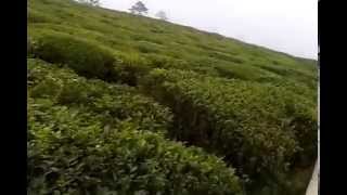 preview picture of video 'Temi Tea Garden, South Sikkim - Biggest Tea Estate in Sikkim'