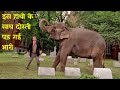 True Story Of Elephant S Friendship Larger Than Life Movie Explained In Hindi
