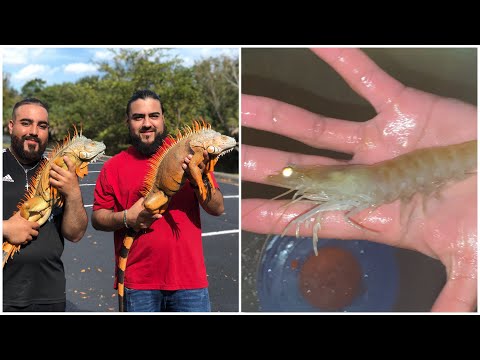 Epic iguana and Shrimp Removal Job ! Hunting iguanas and Shrimping in Florida!!!