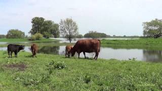 preview picture of video 'Ausstallen einer Herde'