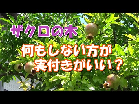 園芸 ザクロ、多くの特性を持つ果物