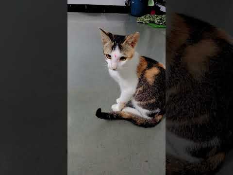 #minivlog #may ket#sarwannaval