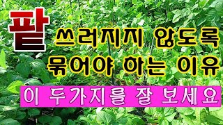[텃밭농부. 1,198]  팥 쓰러지지 않도록 해야 하는 이유 두가지 #팥재배