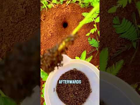 The Secret Ant Method Used by Chinese Hunters 🐜🔍