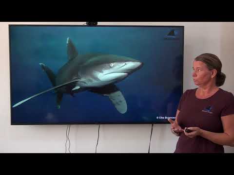 Shark Awareness Training Program