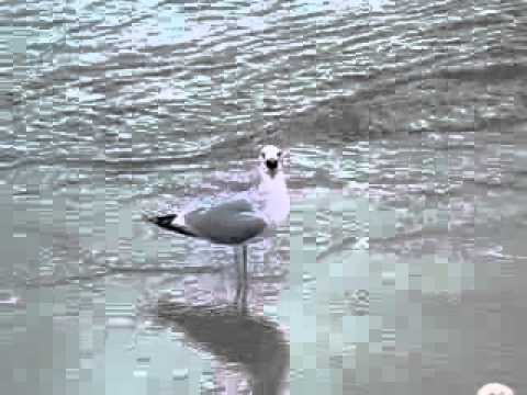 Mew Gull  Common Gull calling  Sturmmöwe beim Rufen Larus canus