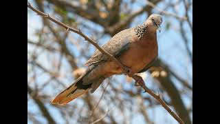 Download lagu Suara burung, Merpati Tutul, Australia mp3 Download lagu Suara burung, Merpati Tutul, Australia mp3