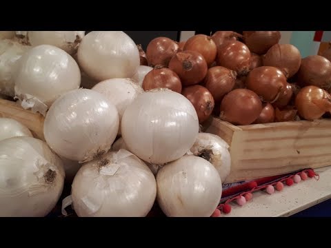 Todo sobre la cebolla