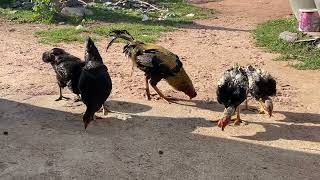 Feed the chickens every morning. Who likes chickens?