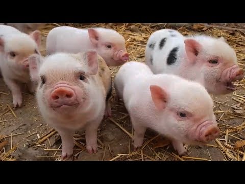 Con Lợn Éc, Con Gà Gáy Le Te - Nhạc Thiếu Nhi Vui Nhộn Sôi Động Video