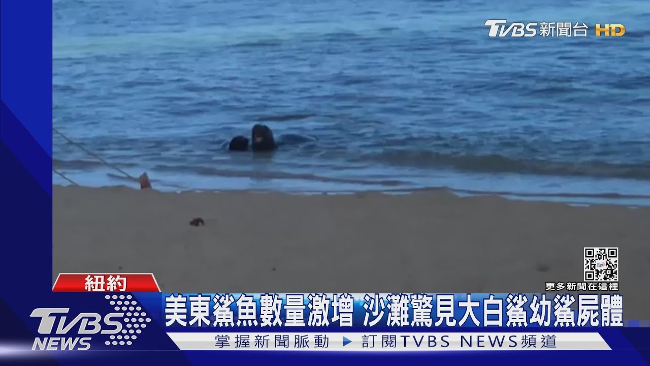 「僧海豹」當媽變凶暴　夏威夷泳客誤闖水域遭攻擊