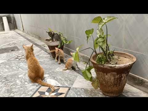 Naughty kittens Aneela's life style