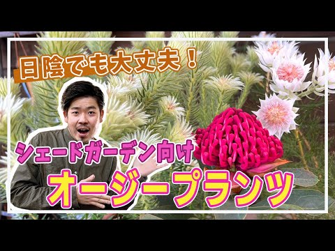 園芸 オフィオポゴン、サーペントビアード、ドラゴンビアード