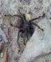 Huge dead Funnelweb Spider carried away by large ...