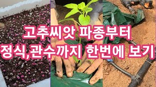 고추씨앗 파종부터 정식 관수까지 한번에 몰아보기
