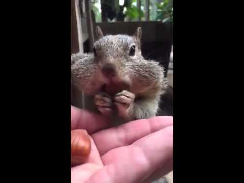 Squirrel Funny! Eats Nuts Out Of Girls Hand & Stuffs His Cheeks! Video