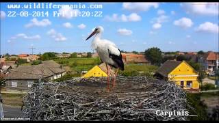 preview picture of video 'Wildlife Romania, Carpinis,22 08 2014, 11 16  The young stork arrives'