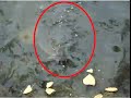 Mojarra de Un Metro de Largo Sale Sorpresivamente a Alimentarse