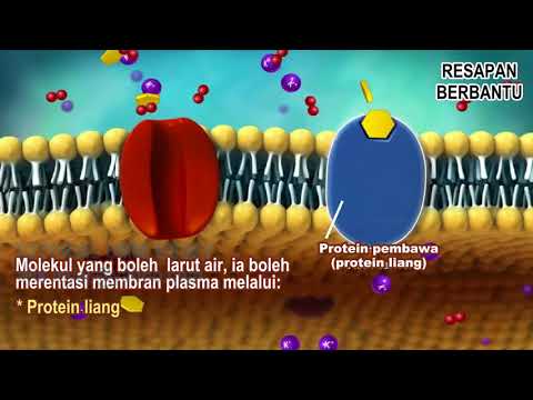Biologi SPM : Nota  Bab 3 -  Bahan Merentasi Membran Plasma