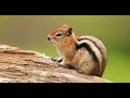 Chipmunk Sound Effects Make Them Come To You Chipmunk Sound