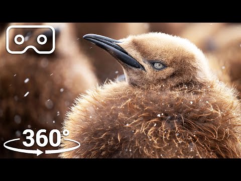The Fluffiest Chicks Of Antarctica | VR 360 | Seven Worlds, One Planet