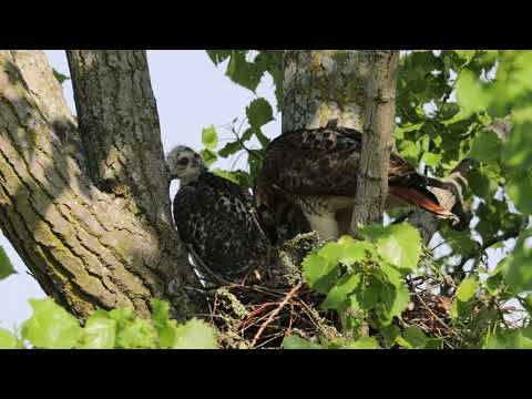 Red-tailed hawk nest - mother feeding her chicks