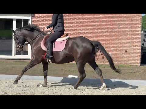 Poppings Carola (SPOEKEDAMMETJE’S NICK x ELSHOFS OTTO) - Video 6 video thumbnail