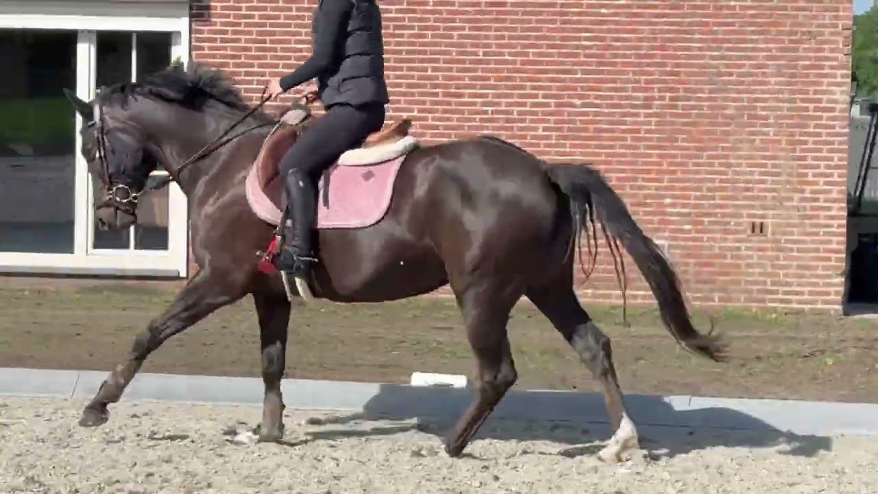 Poppings Carola (SPOEKEDAMMETJE’S NICK x ELSHOFS OTTO) video 3