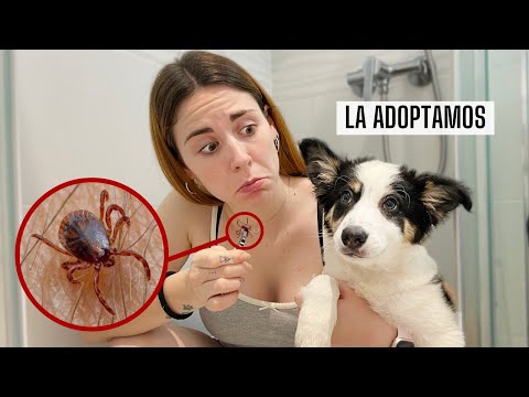 ADOPTAMOS una PERRITA y descubrimos que ESTÁ LLENA de PULGAS y GARRAPATAS😰