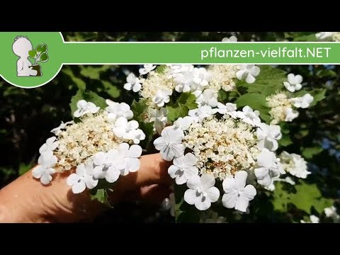 Gew. Schneeball - Blüte/Blüten - 09.05.18 (Viburnum opulus) - Bäume (Blüten) bestimmen